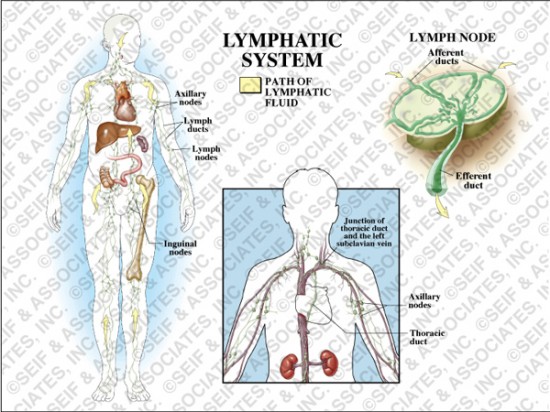 Sistem Limfatik Dan Cara Kerjanya