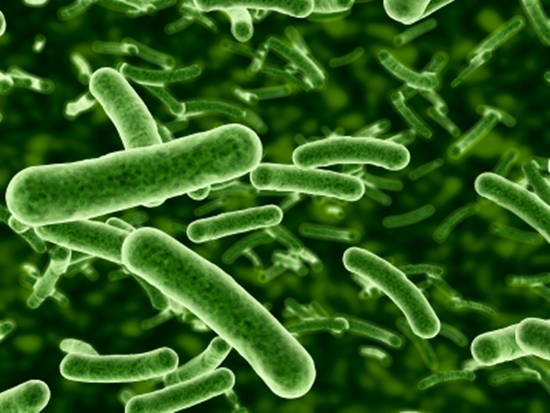 Bakteri Probiotik