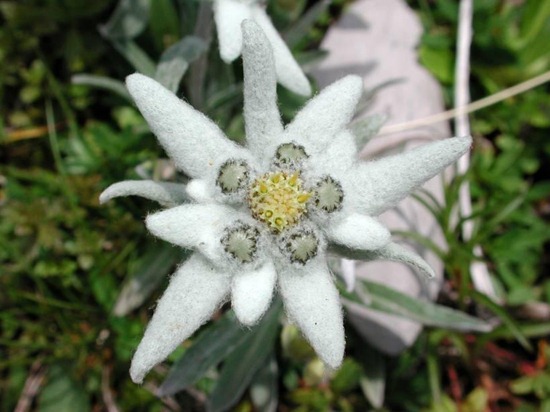 bunga edelweiss