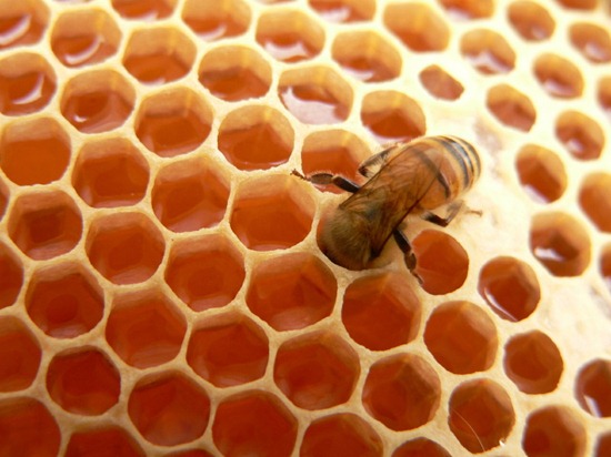 khasiat unik madu