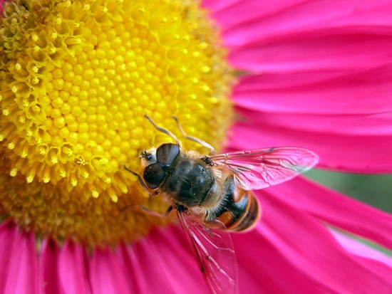 lebah dan bunga berkomunikasi