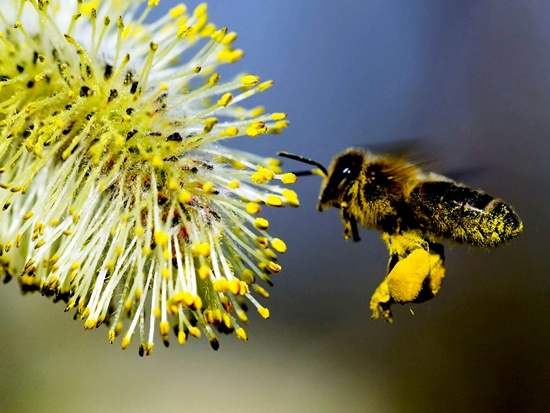 manfaat bee pollen