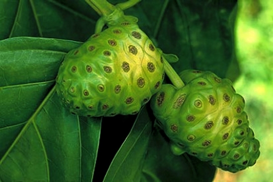 buah mengkudu