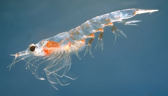 krill, sejenis udang