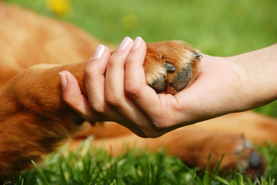 Perawatan Arthritis pada Anjing