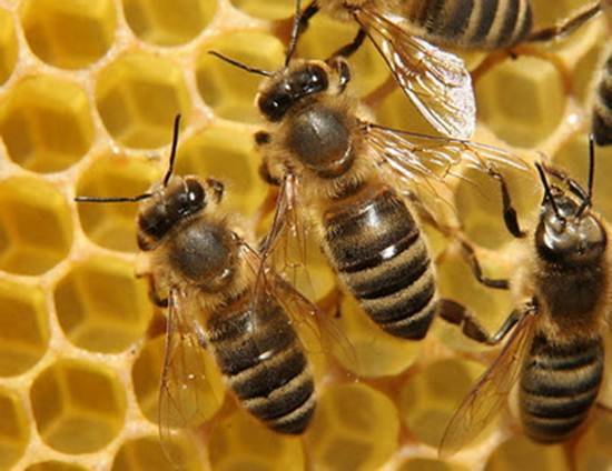 budidaya lebah madu