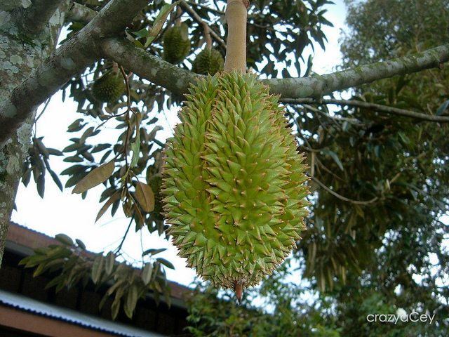 hama tanaman durian