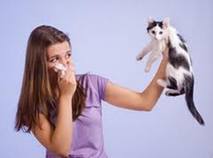 alergi bulu kucing