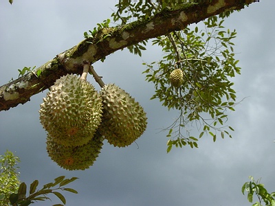 budidaya durian