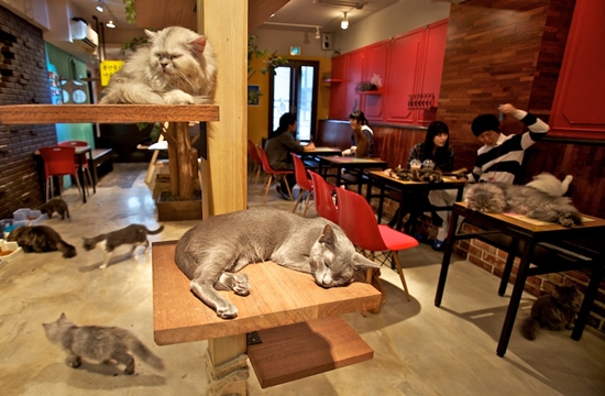 Kafe kucing Tokyo