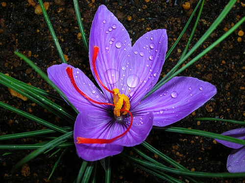 Bunga Saffron