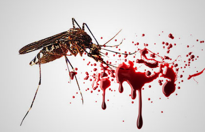 demam berdarah dengue