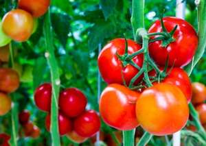 Budidaya Tomat Organik