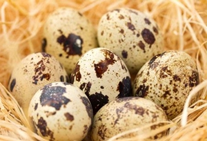Khasiat Telur Burung Puyuh
