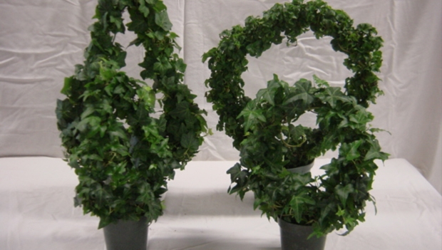 Angel Ivy Ring Topiary