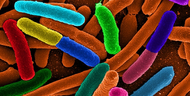 Bakteri E.Coli