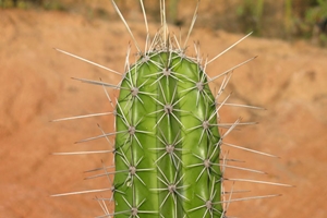Ini Dia Tips Menanam Kaktus