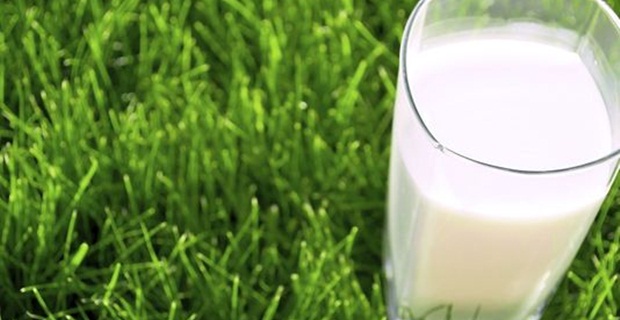 Alasan Mengapa Susu Kambing Lebih Baik Dibanding Susu Sapi