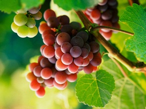 Manfaat dan Khasiat Buah Anggur untuk Kesehatan