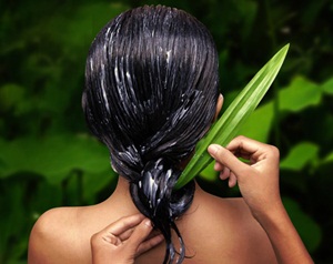 Yuk, Buat Sendiri Aloe Vera Hair Care Anda