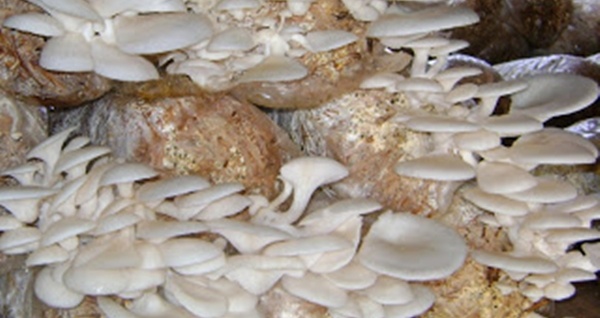 budidaya jamur tiram putih